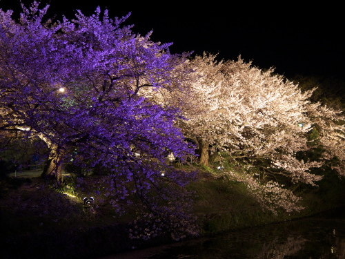 福岡城さくらまつり 舞鶴公園の夜桜 福岡市